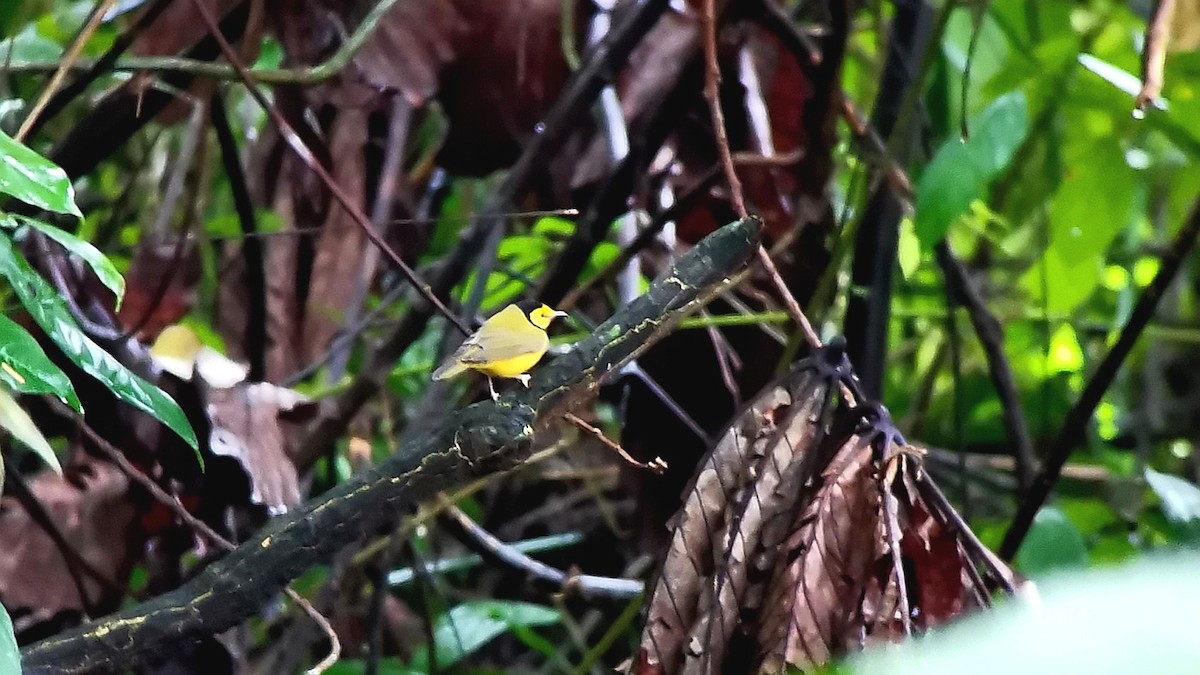 Hooded Warbler - ML642302476