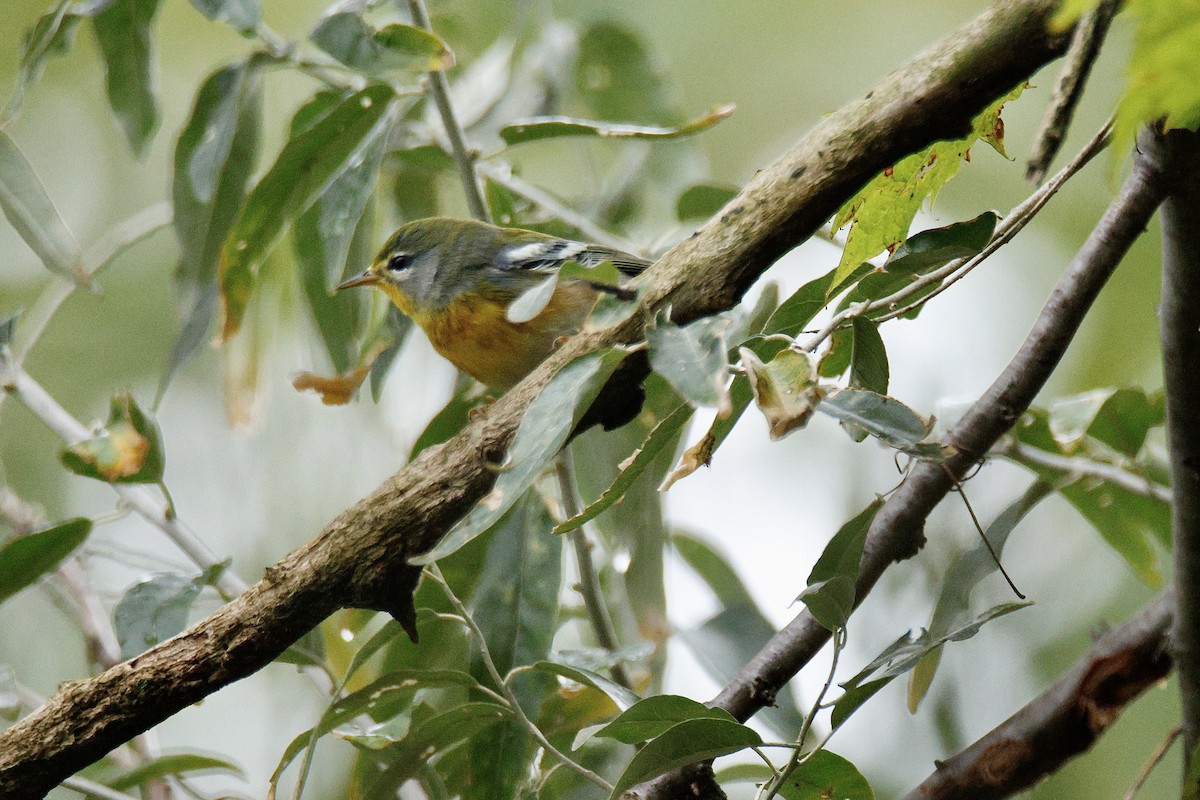 Northern Parula - ML642302490