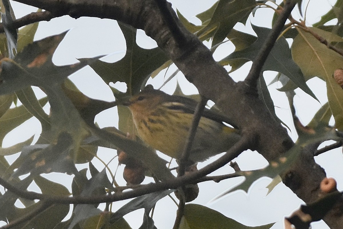 Cape May Warbler - ML642302495