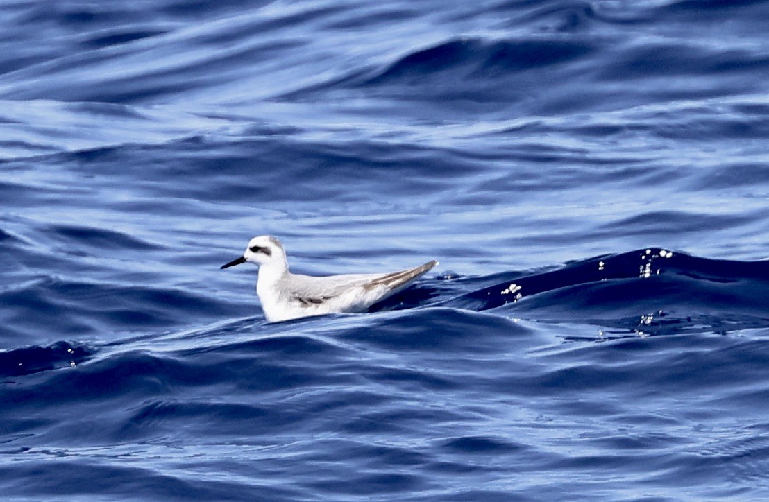 Red Phalarope - ML642302500