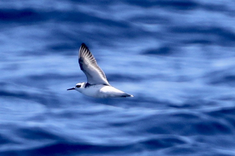 Red Phalarope - ML642302501