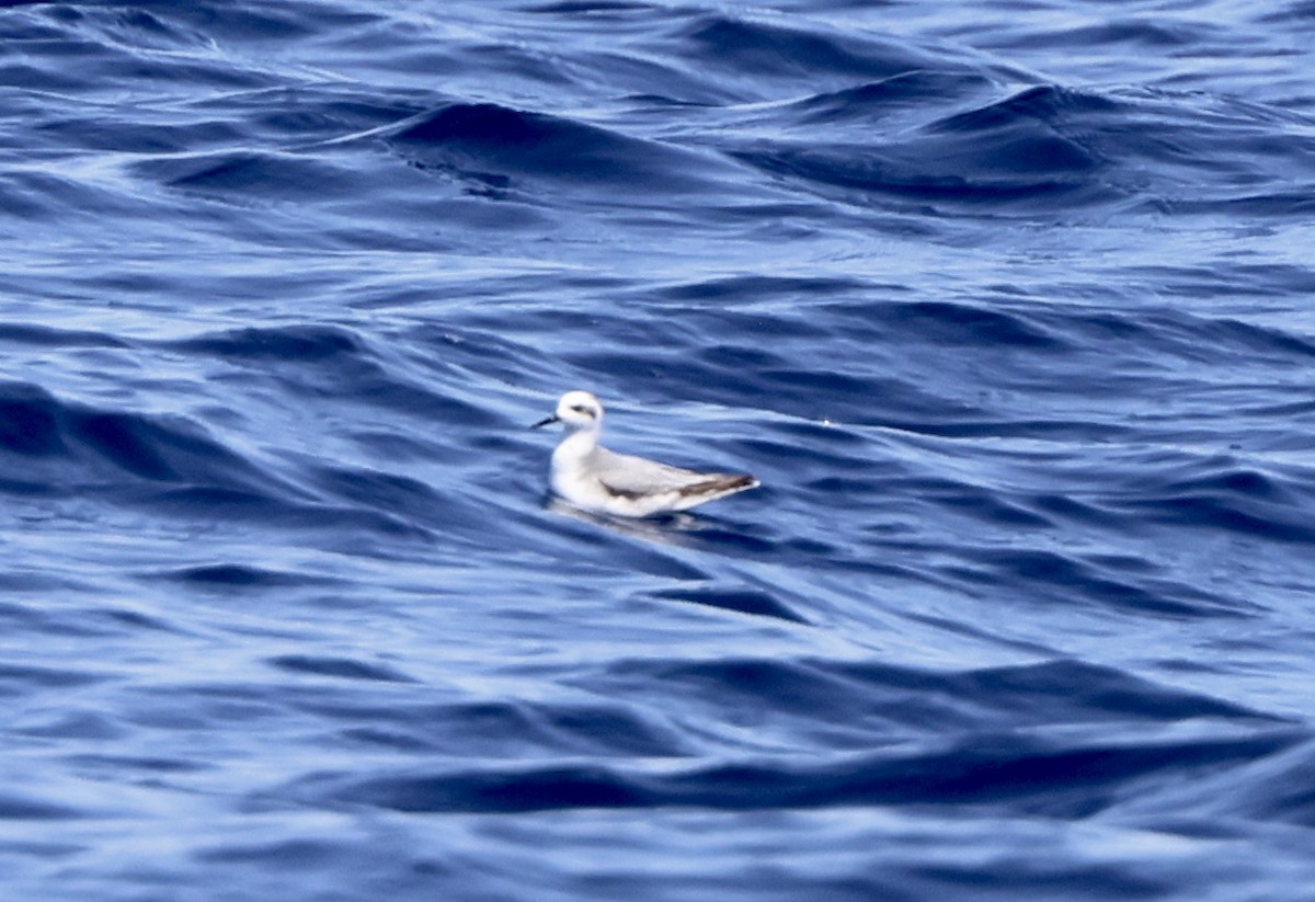 polarsvømmesnipe - ML642302503