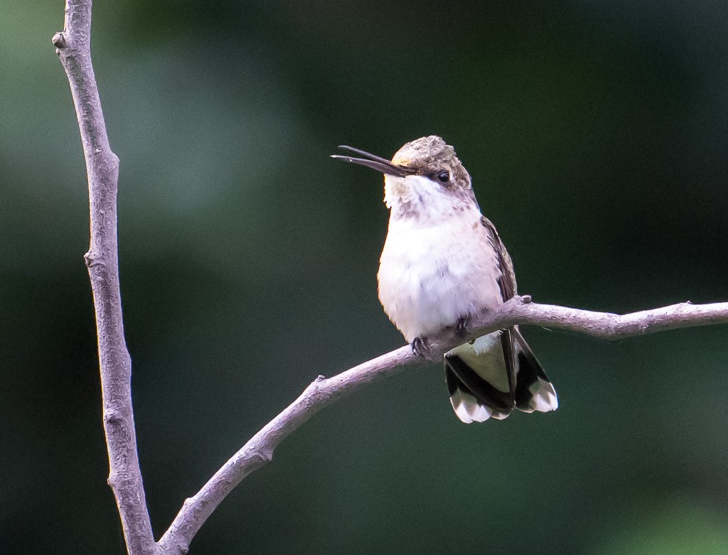 Ruby-throated Hummingbird - ML642302505