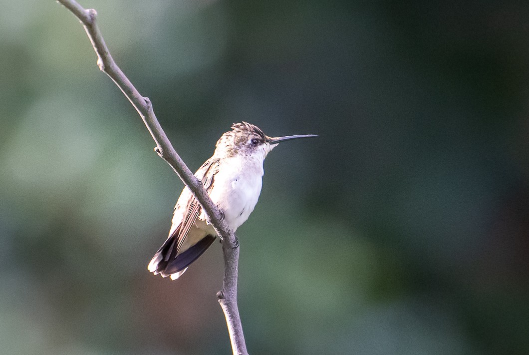 Ruby-throated Hummingbird - ML642302506