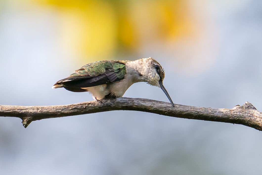 Ruby-throated Hummingbird - ML642302507
