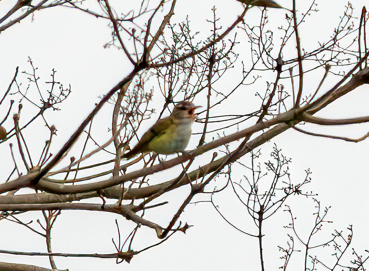 Yellow-green Vireo - ML642302508