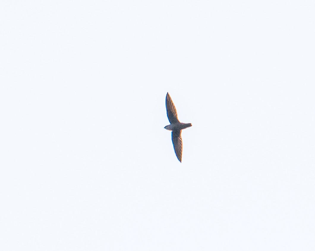 Chimney Swift - ML642302510