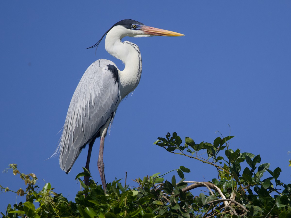 Cocoi Heron - ML642302512