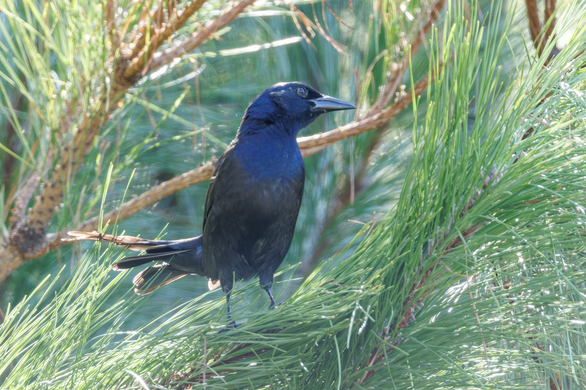 Common Grackle - ML642302513