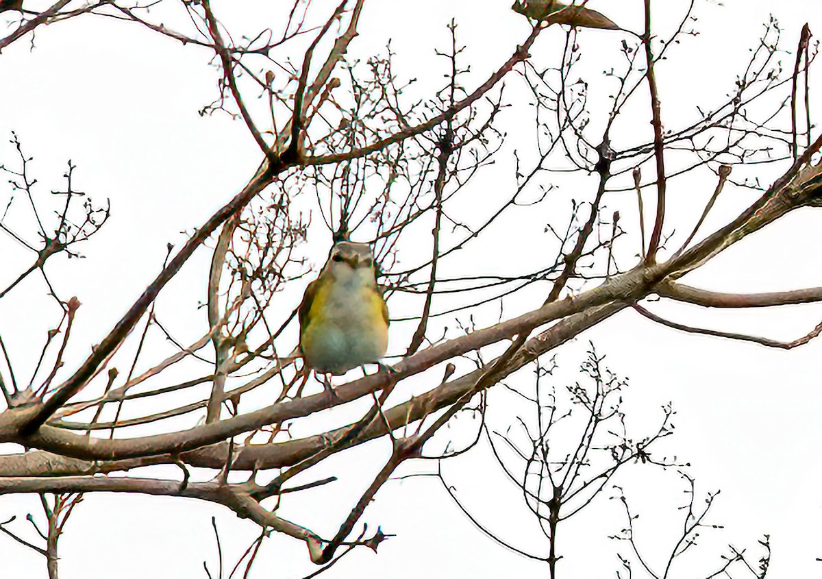Yellow-green Vireo - ML642302514