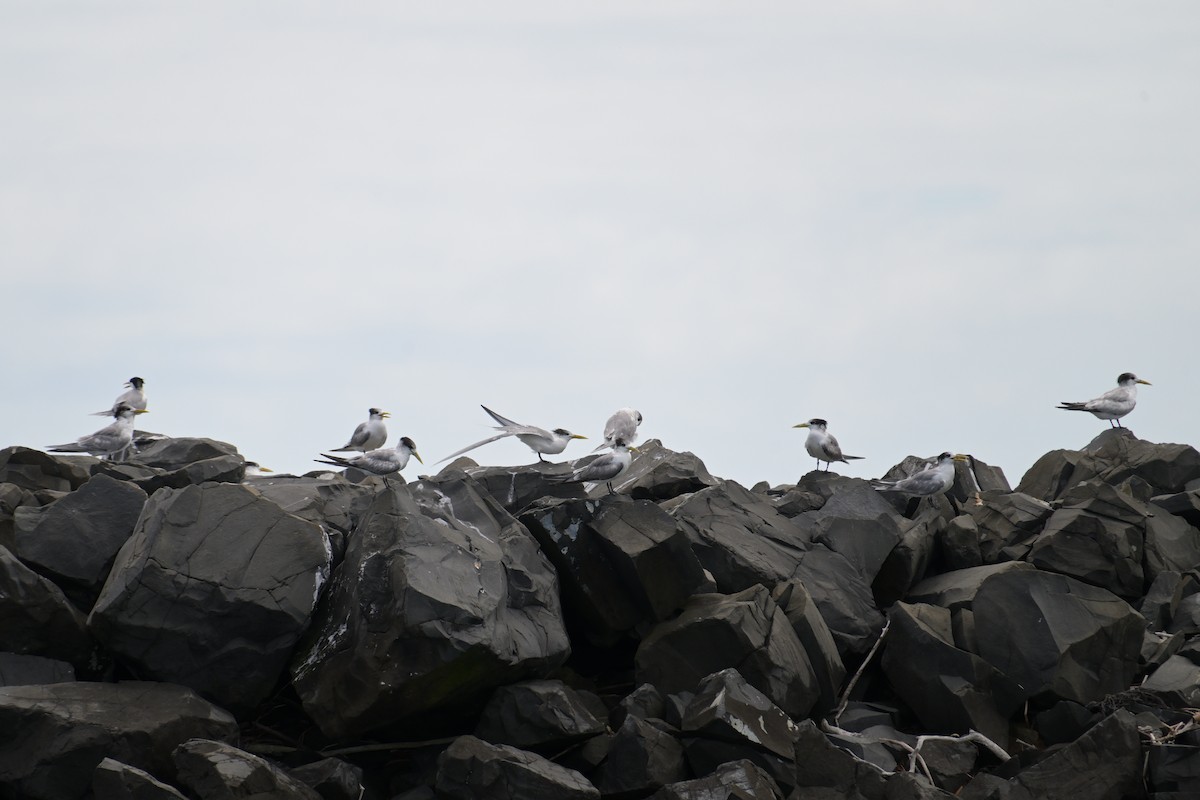 Great Crested Tern - ML642302516