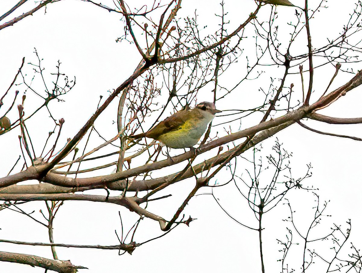 Yellow-green Vireo - ML642302517