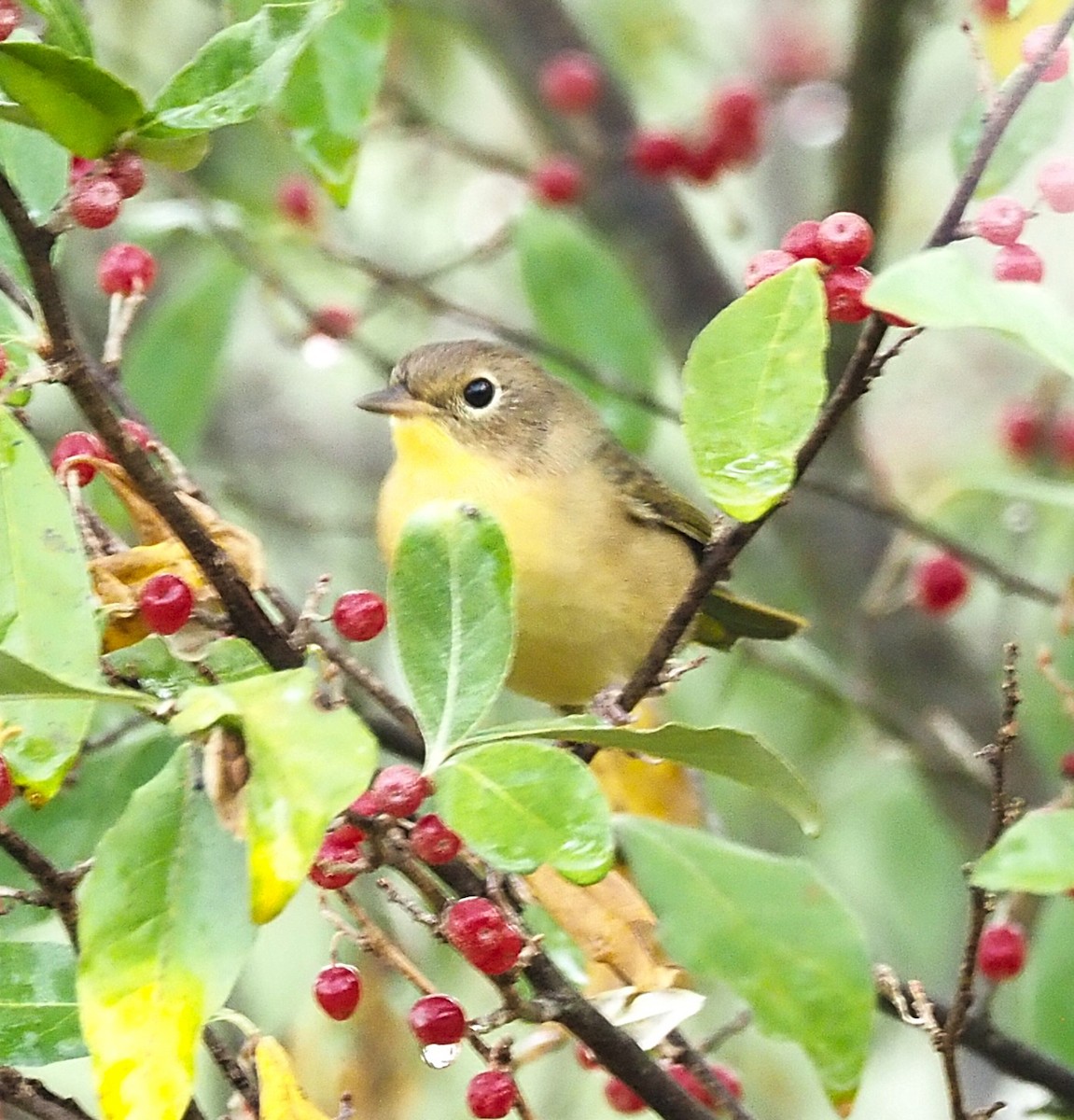 Common Yellowthroat - ML642302518