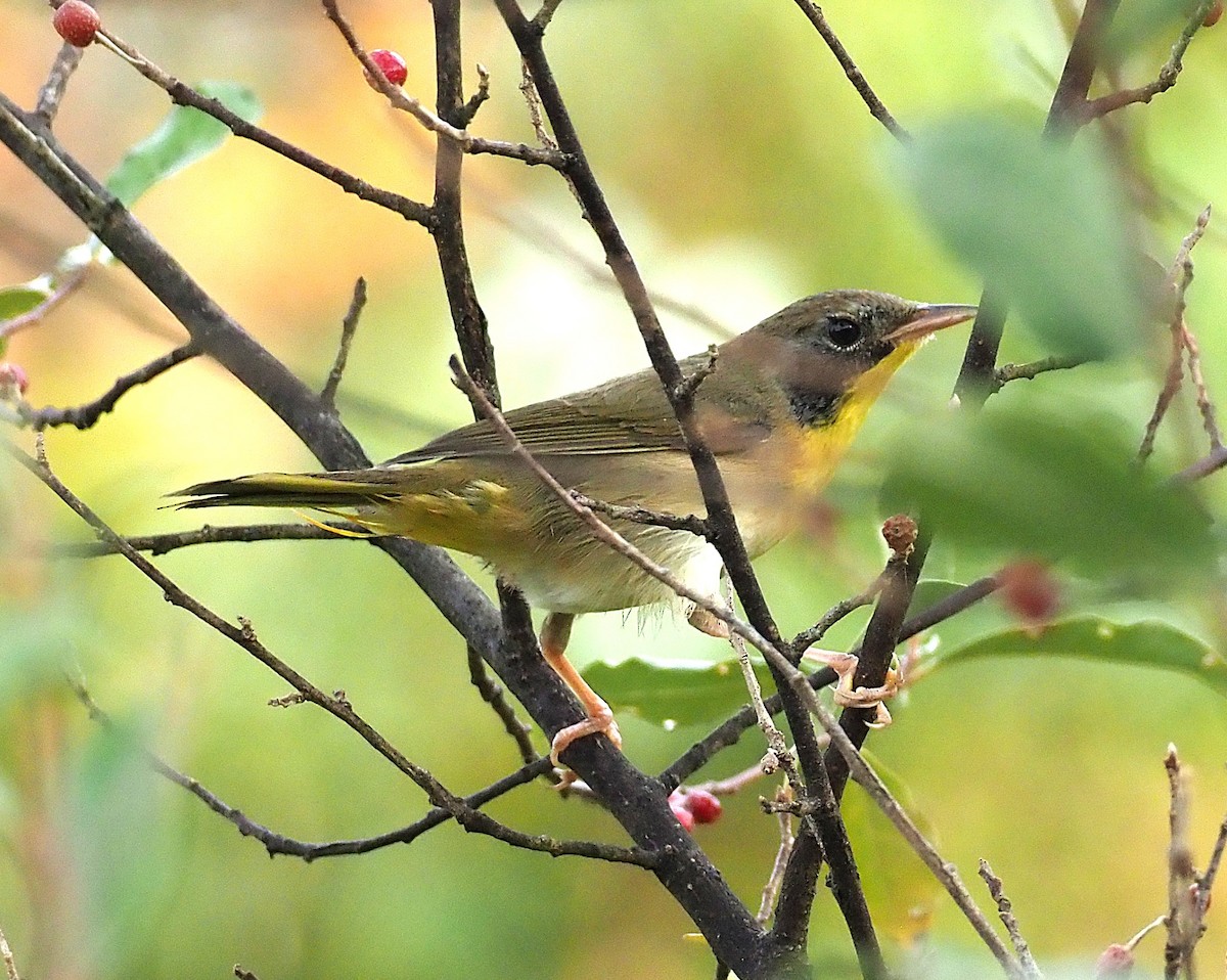 Common Yellowthroat - ML642302519
