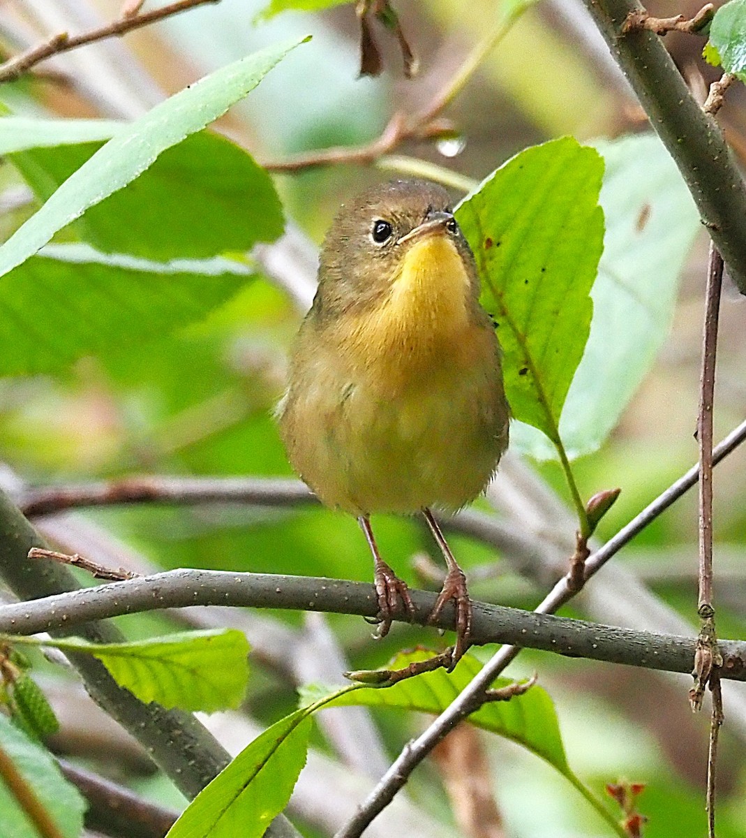 Common Yellowthroat - ML642302520