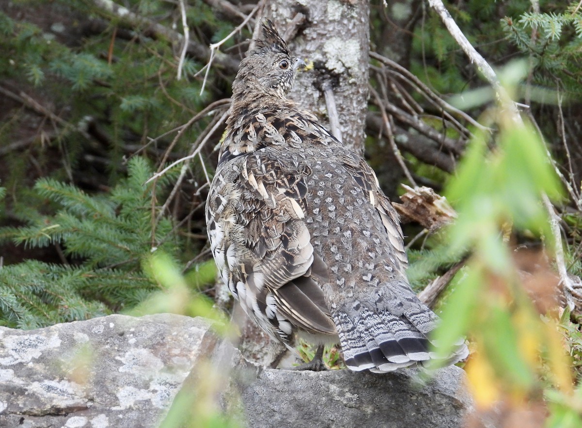 Ruffed Grouse - ML642302521
