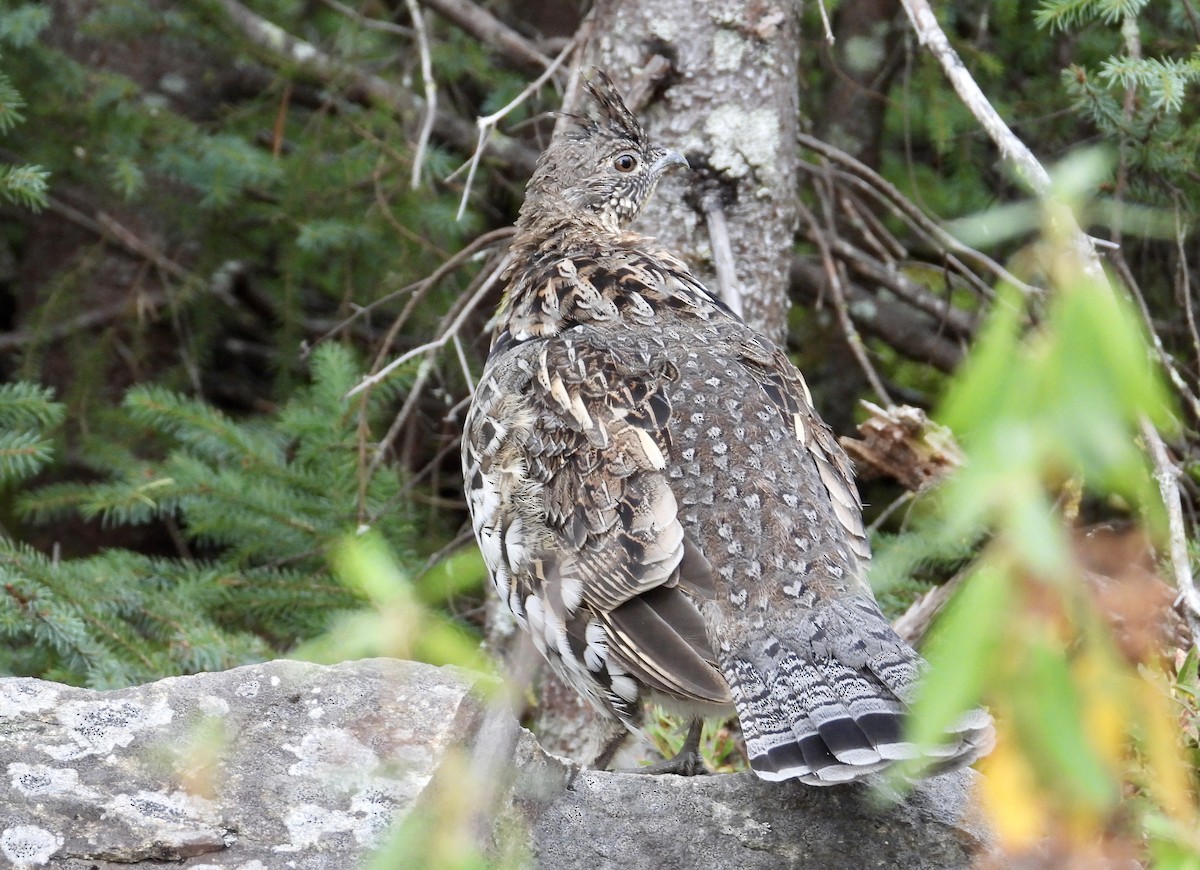 Ruffed Grouse - ML642302522