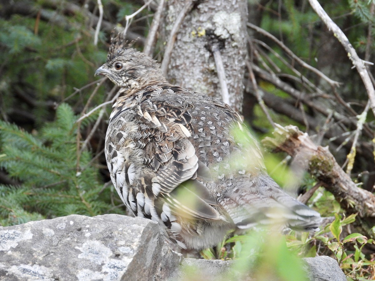 Ruffed Grouse - ML642302523