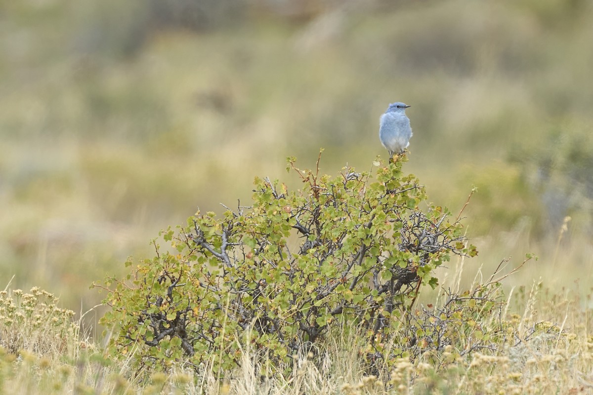 Mountain Bluebird - ML642302526