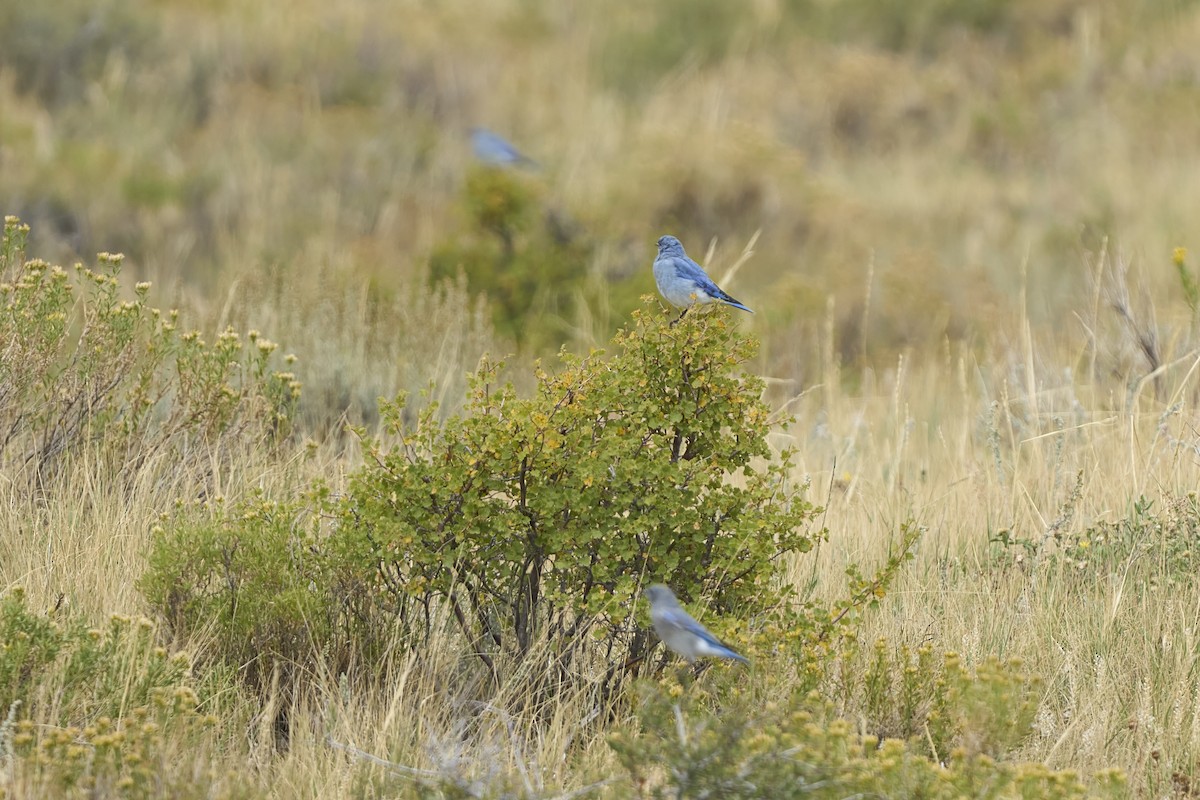 Mountain Bluebird - ML642302527