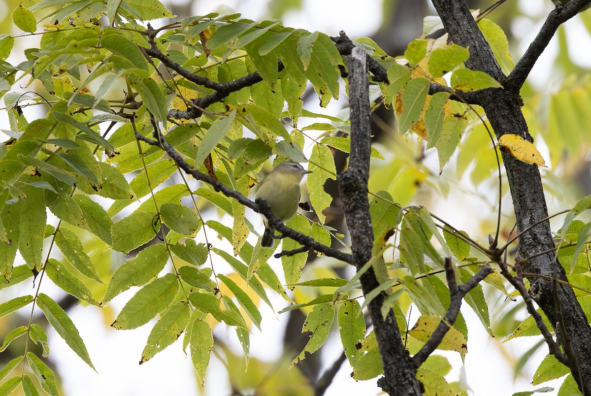 Philadelphia Vireo - ML642302528