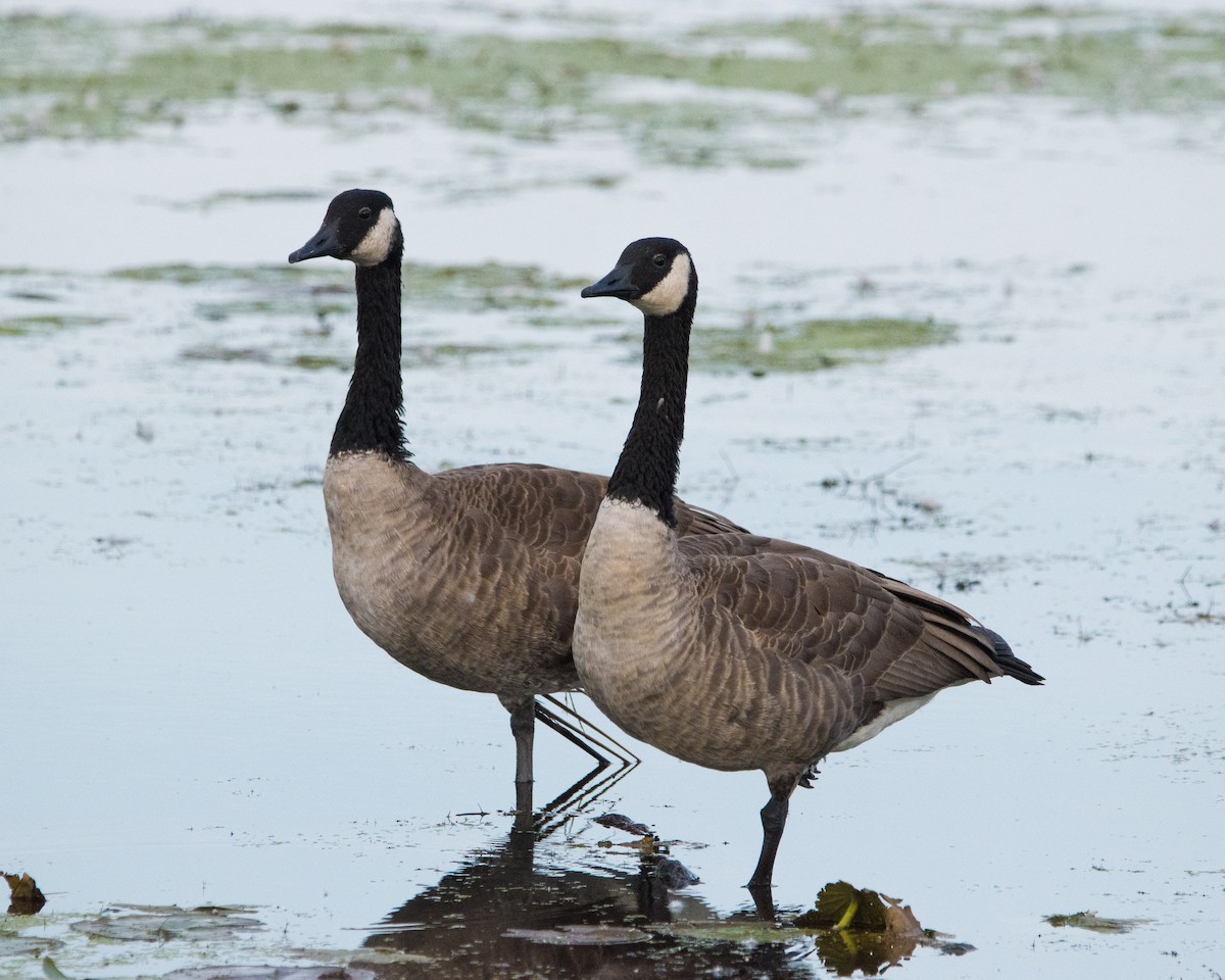 Canada Goose - ML642302530