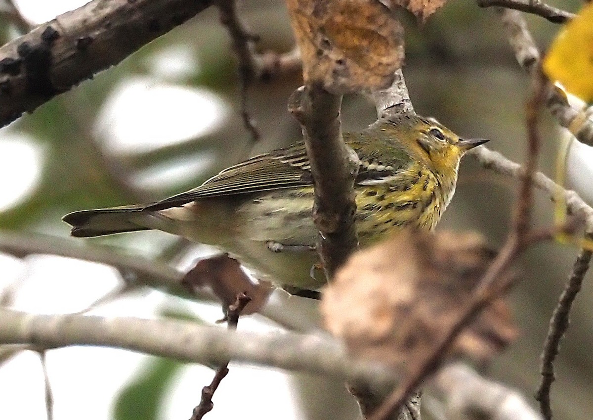 Cape May Warbler - ML642302537
