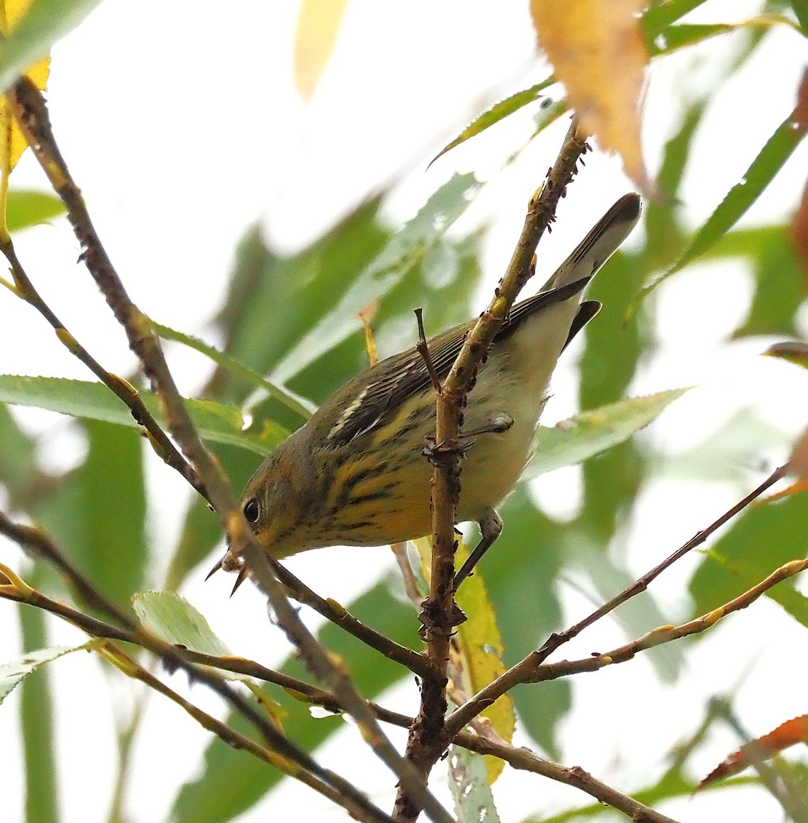 Cape May Warbler - ML642302539