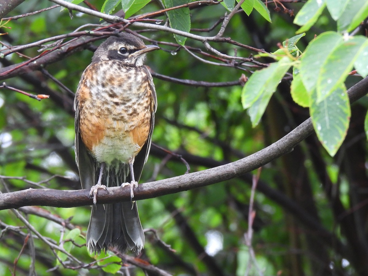 American Robin - ML642302545