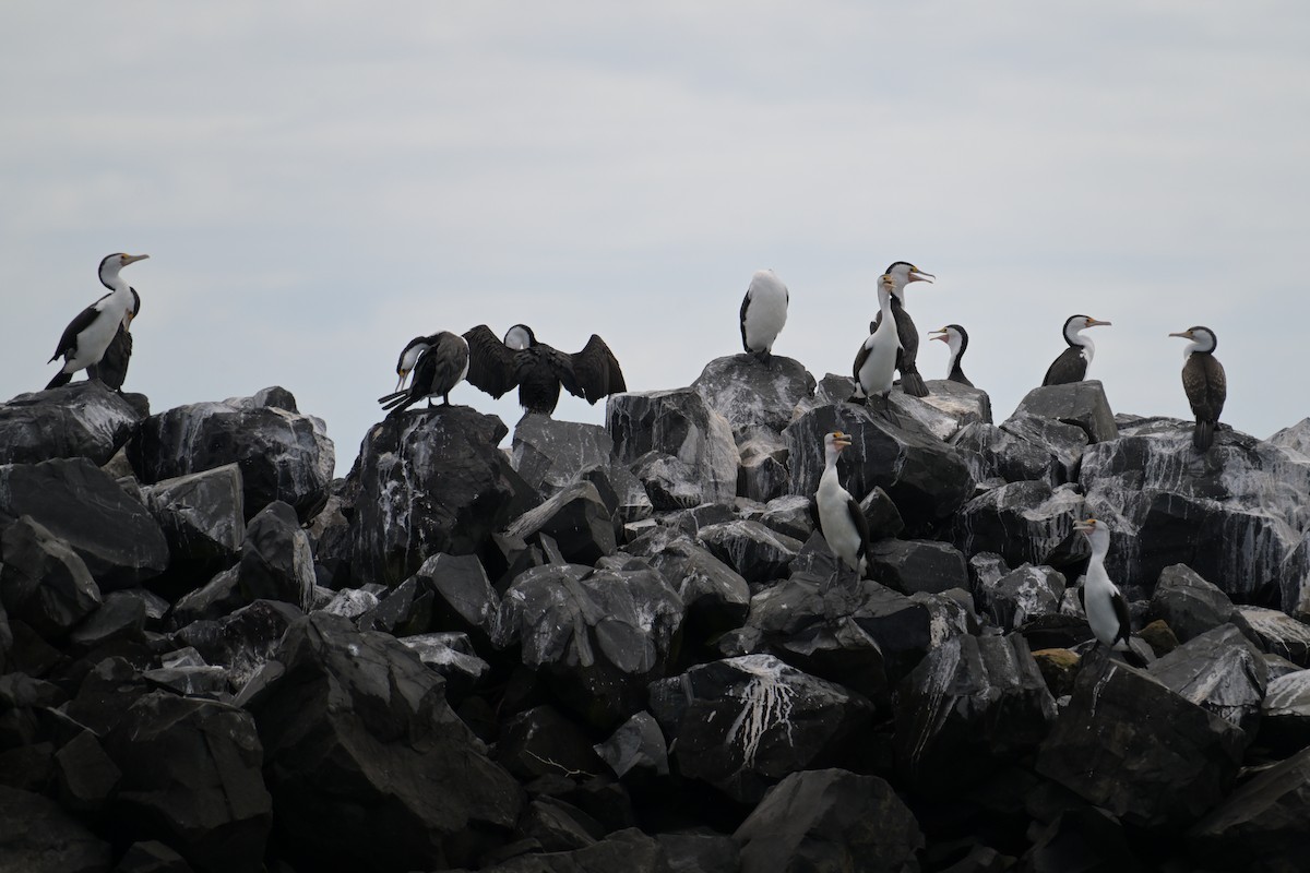 Pied Cormorant - ML642302549