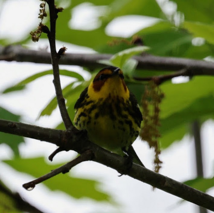 Cape May Warbler - ML642302552