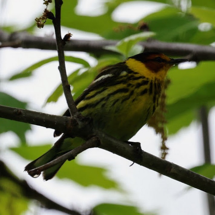 Cape May Warbler - ML642302553