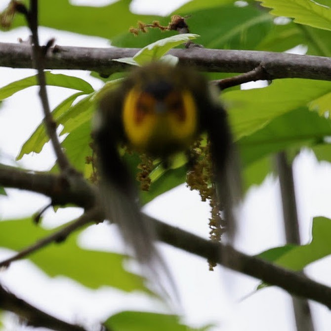 Cape May Warbler - ML642302554