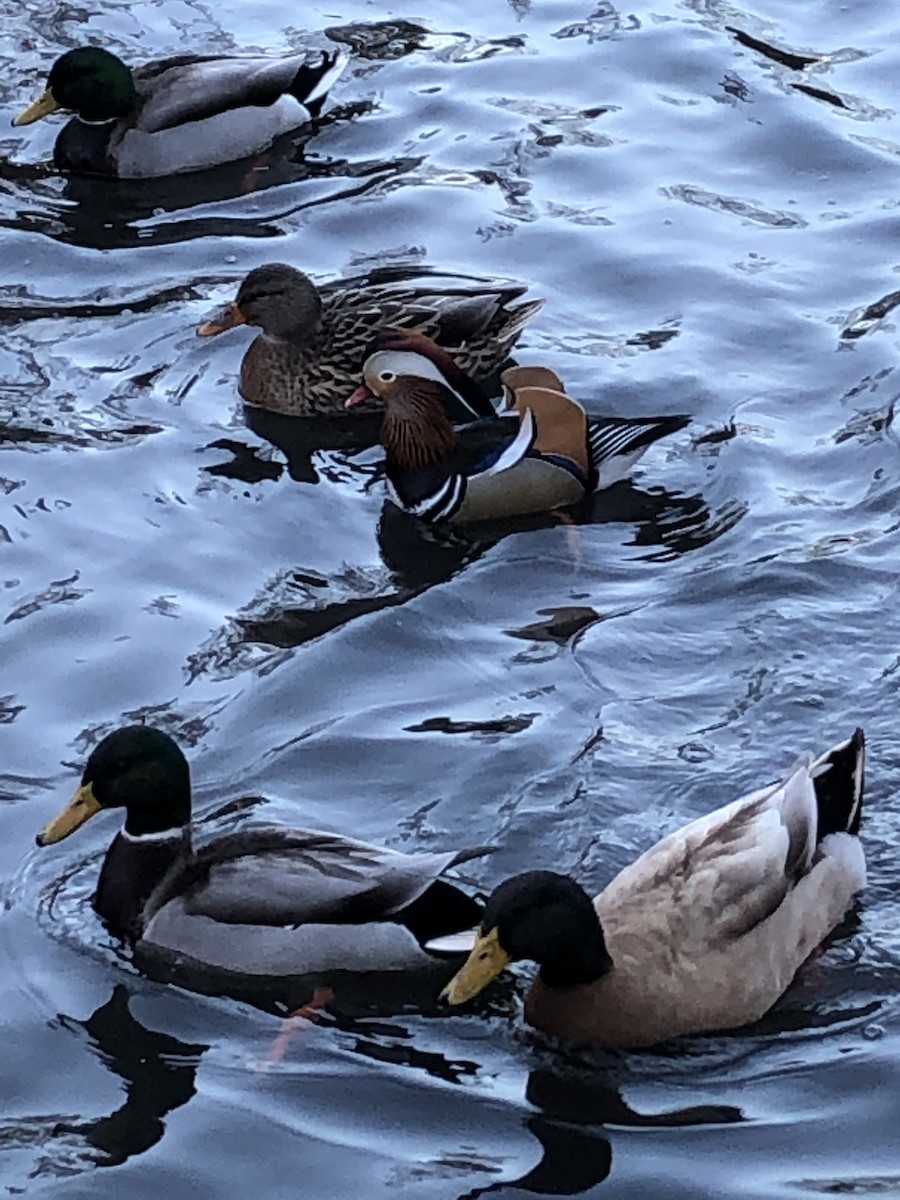 Mandarin Duck - ML642302565
