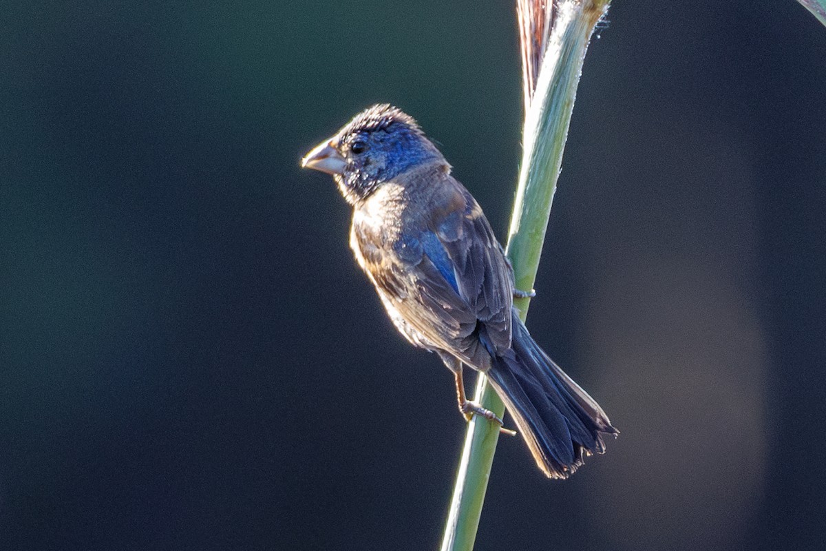 Blue Grosbeak - ML642302574