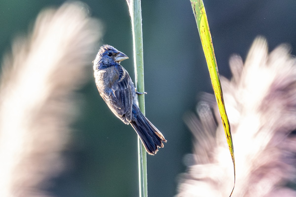 Blue Grosbeak - ML642302575