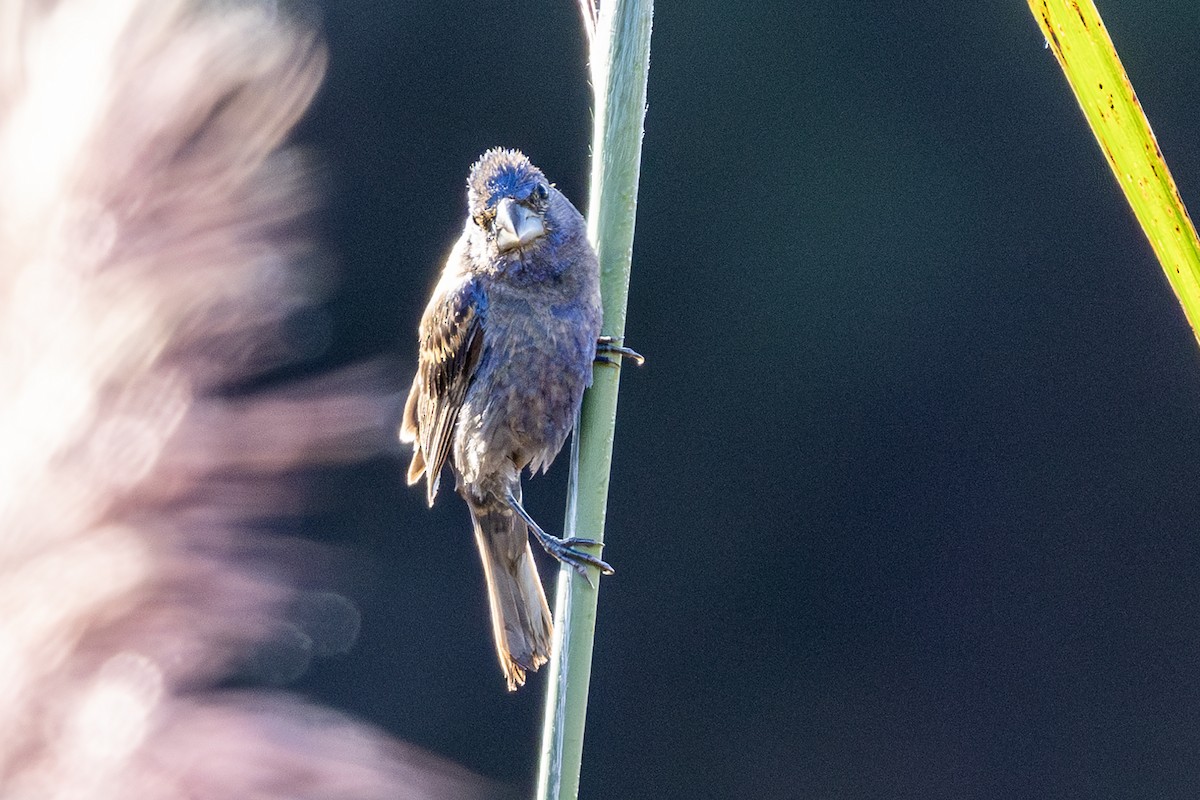 Blue Grosbeak - ML642302576