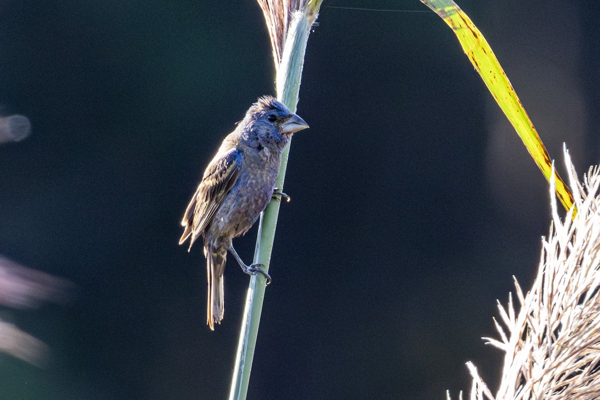Blue Grosbeak - ML642302577