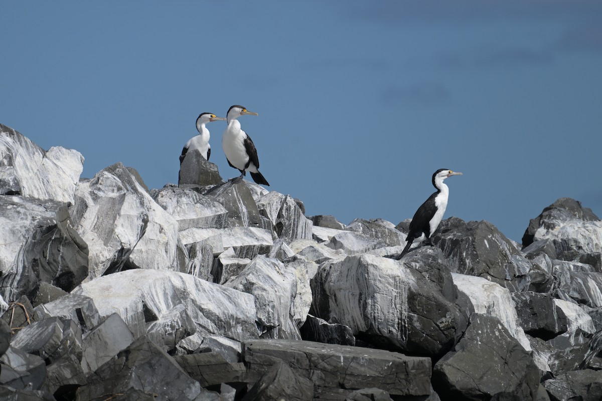 Pied Cormorant - ML642302583