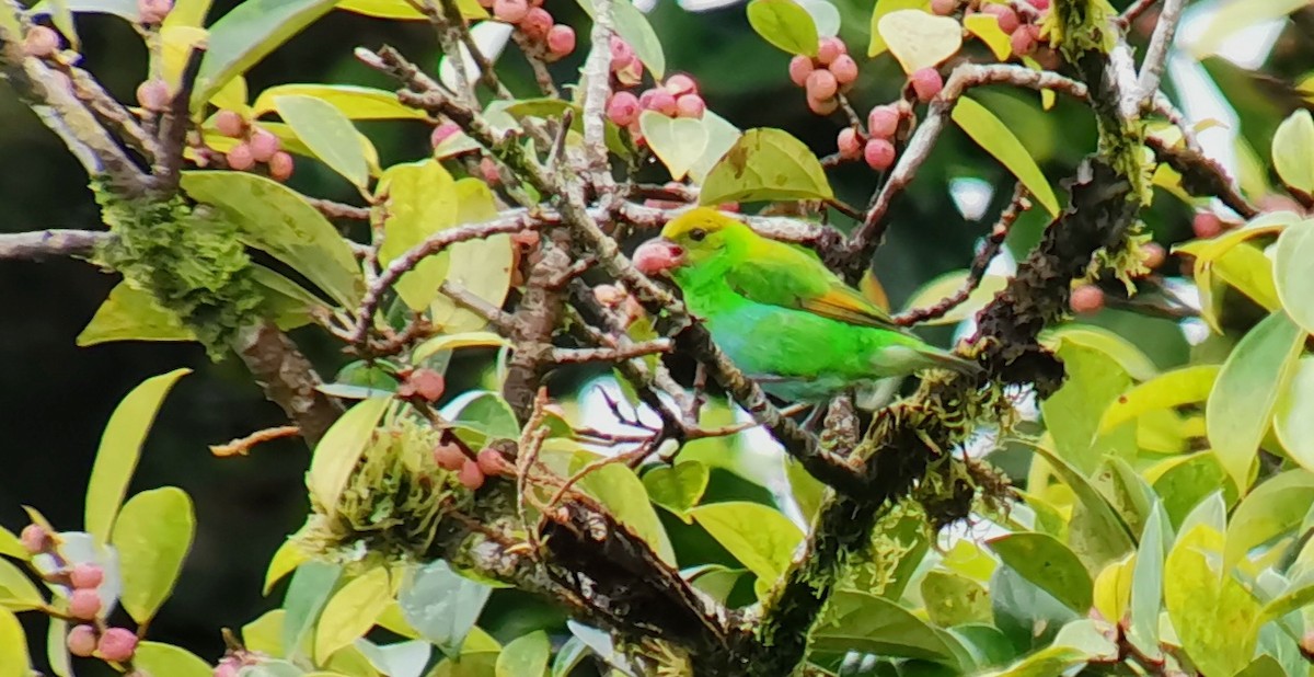 Rufous-winged Tanager - ML642302599