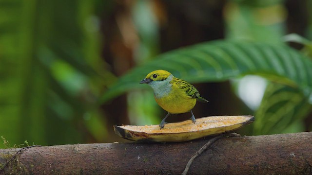 Silver-throated Tanager - ML642302606