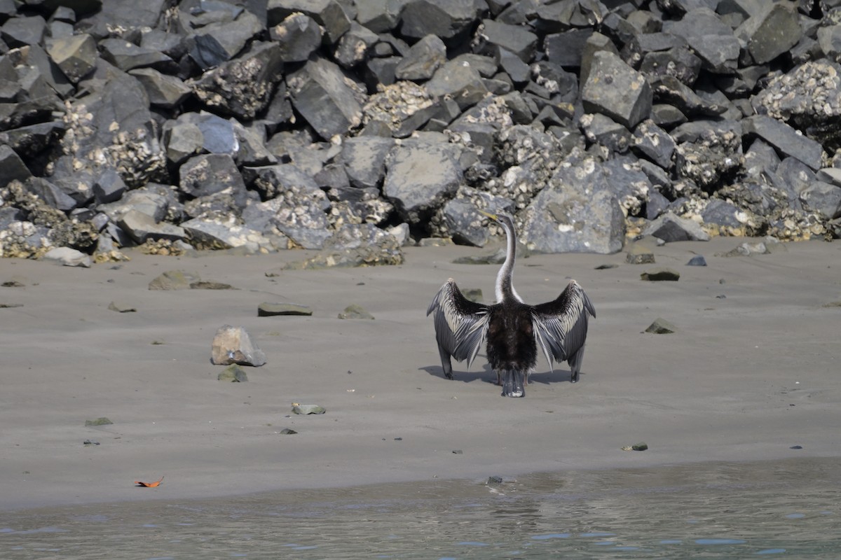 Australasian Darter - ML642302610