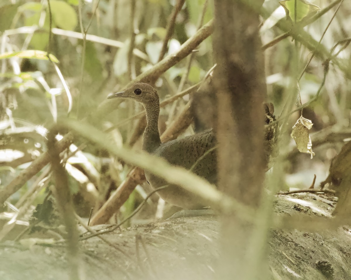 Great Tinamou - ML642302615