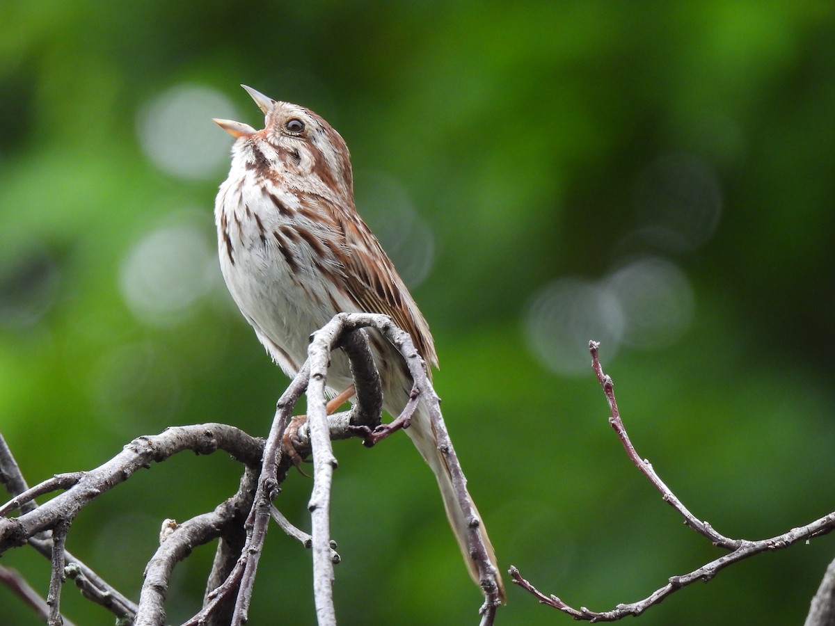 Song Sparrow - ML642302621
