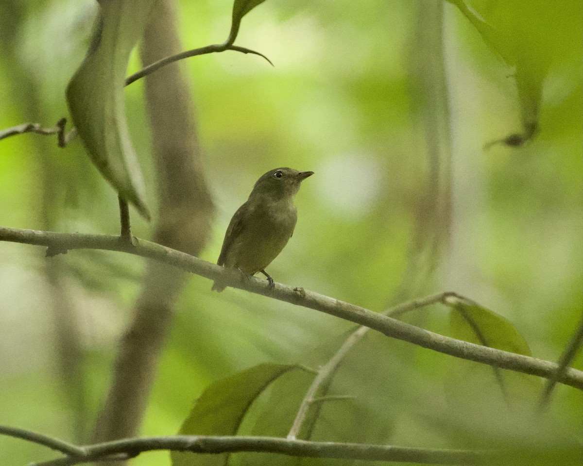 Dwarf Tyrant-Manakin - ML642302645