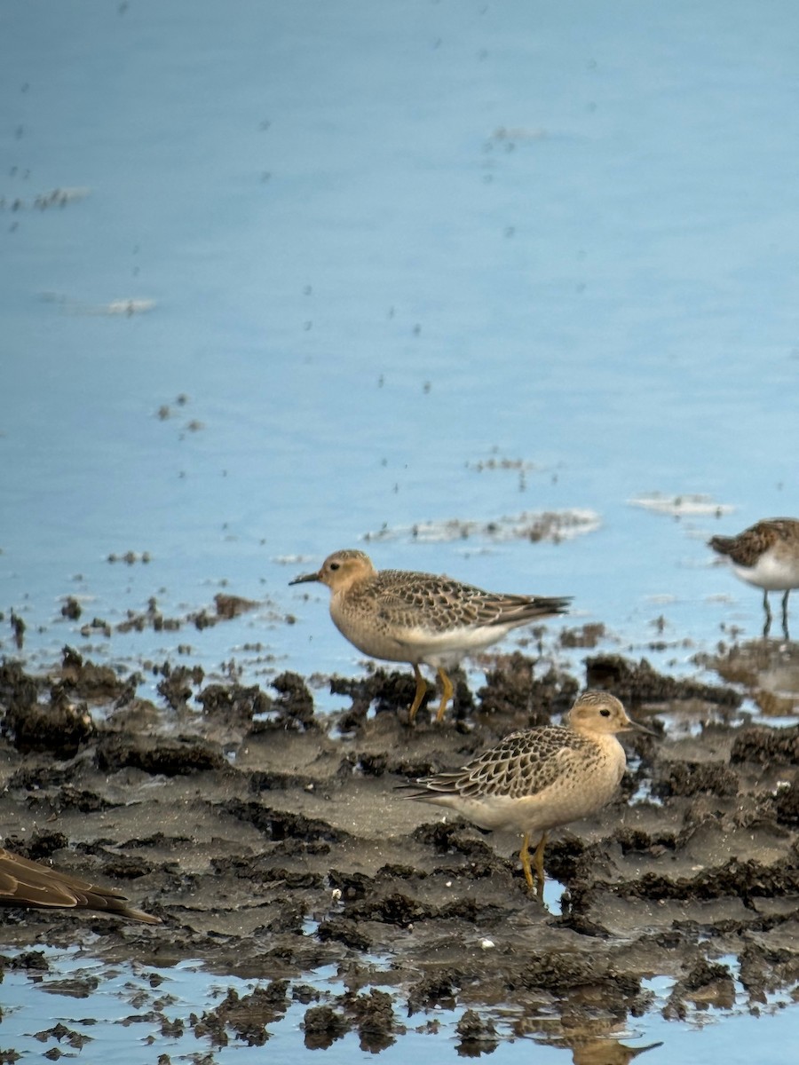 Buff-breasted Sandpiper - ML642302646