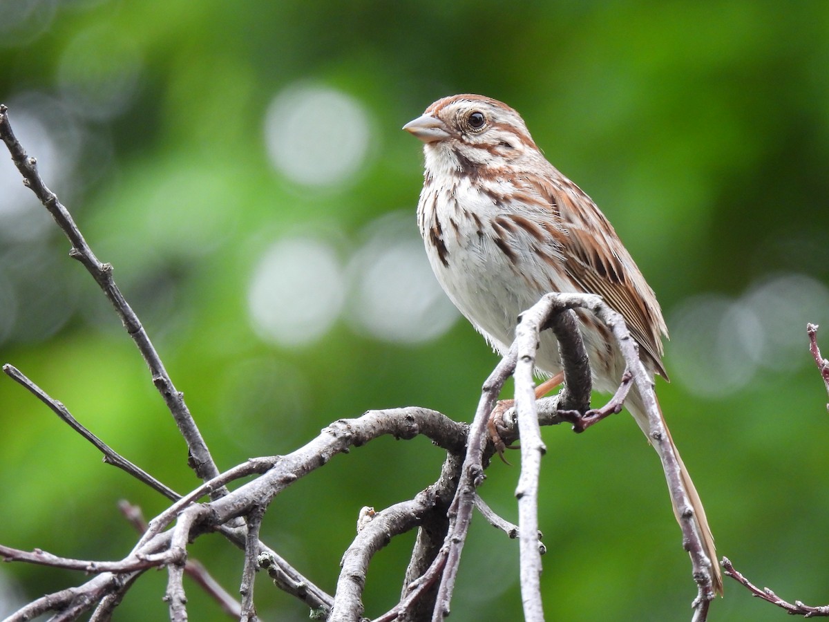 Song Sparrow - ML642302647