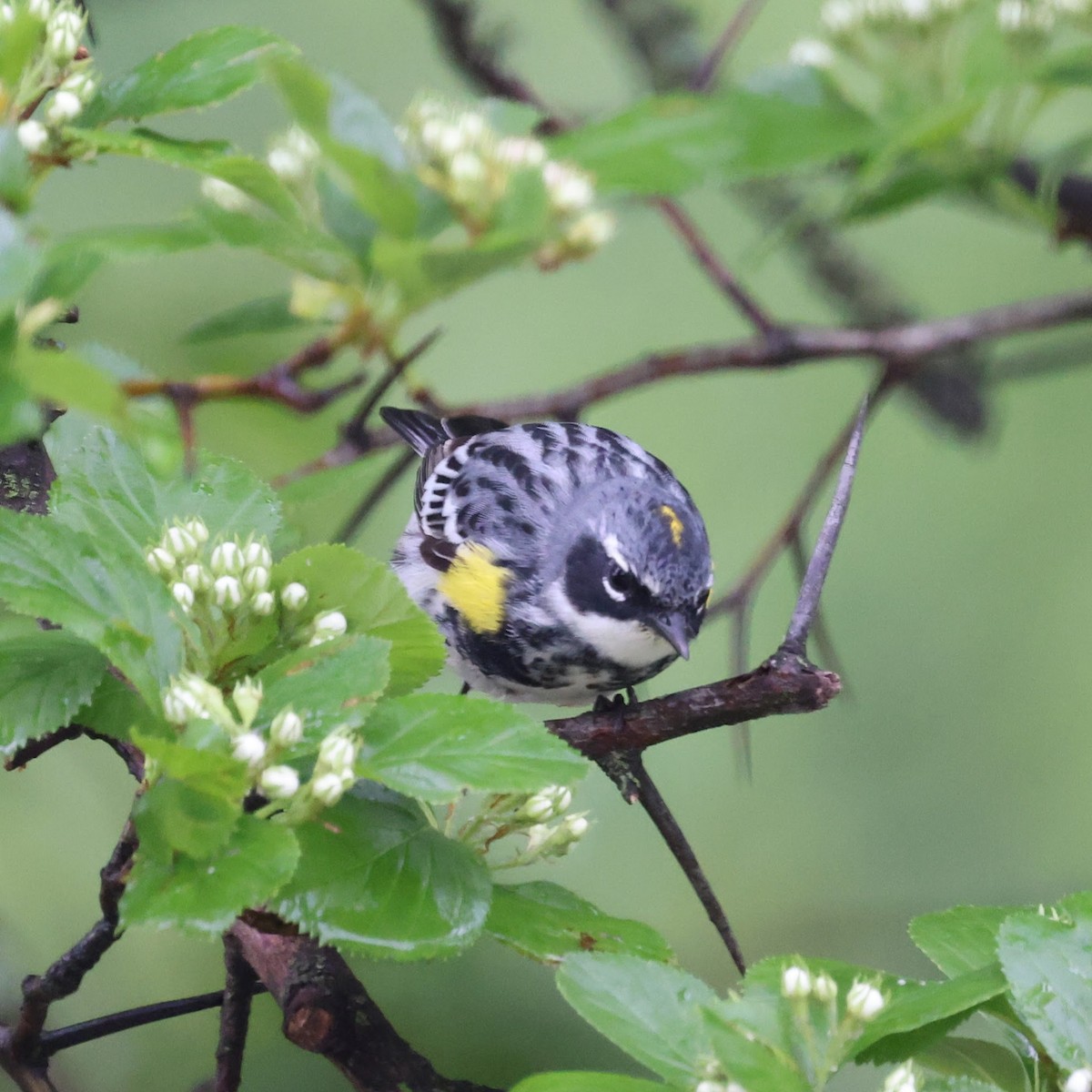 Yellow-rumped Warbler - ML642302653