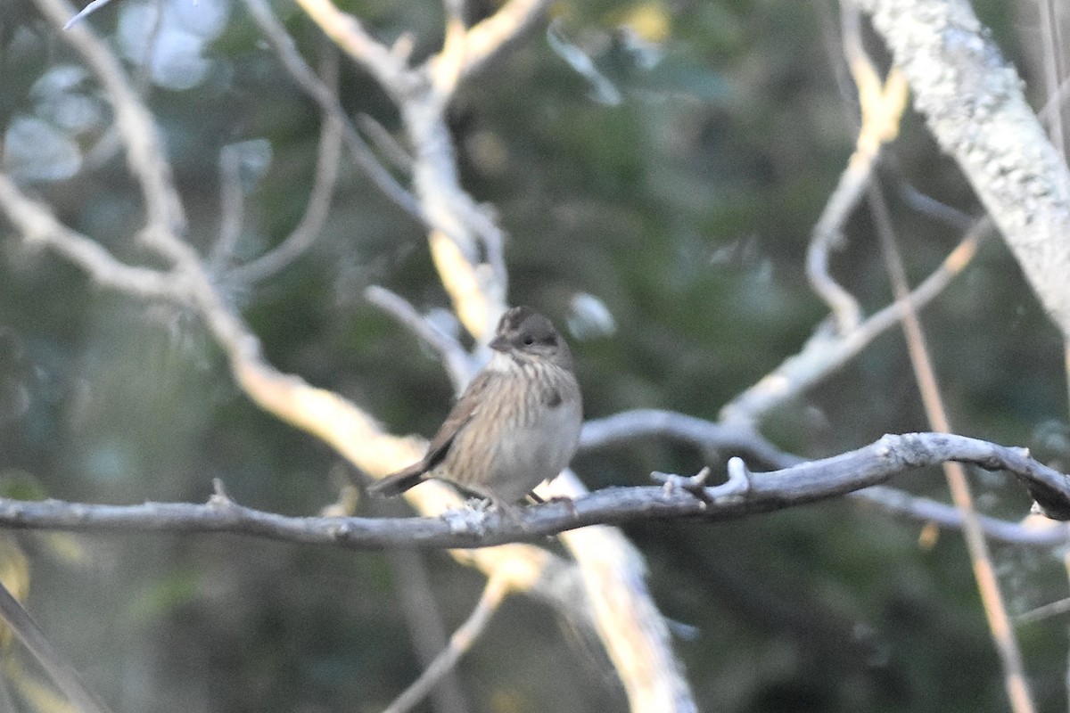 Lincoln's Sparrow - ML642302668