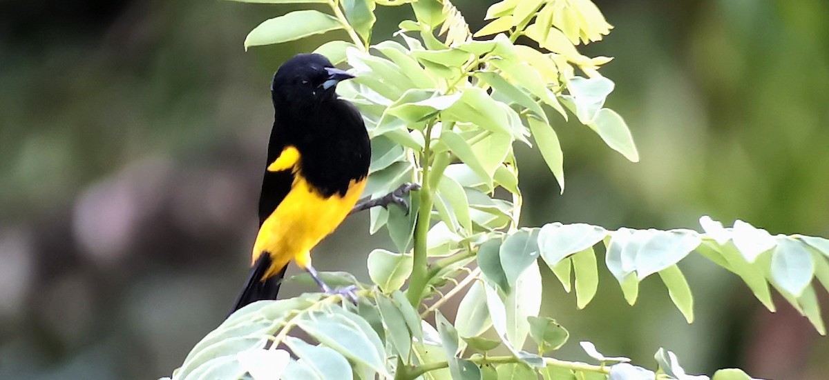 Black-cowled Oriole - ML642302676